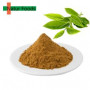Organic Green Tea Extract Tea polyphenols 30%