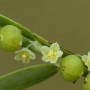 Organic Herb PHYLLANTHUS in Bulk from Sri Lanka