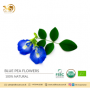 Premium Quality Fresh Blue / Butterfly Pea Flowers in Bulk