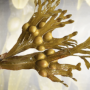 Bladderwrack Powder Organic