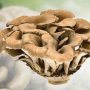 Maitake Mushroom Powder Organic