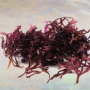 Sea Moss Powder Organic