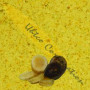 YaconPro Yacon Root Powder