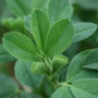 Organic Alfalfa powder and tablets