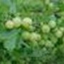 Amla Fruit Powder, Organic
