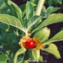 Ashwagandha Powder, Organic
