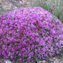 Astragalus P.E. 10:1, Organic
