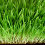 Barley Grass Juice Powder, Organic