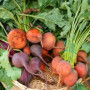 Beet Root Juice Powder, Organic