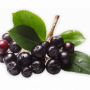 Aronia Powder Organic