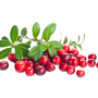 Cranberry Powder Organic