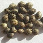 Hemp Protein Powder 45%, Organic