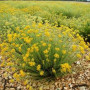 organic Immortelle oil, lat.  Immortelle Helichrisium