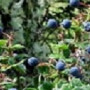 MaquiForza™ (Freeze Dried Powder), Organic
