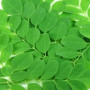 Organic Herb MORINGA in Bulk from Sri Lanka