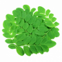 Moringa Leaf Powder, Organic