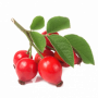 Rosehip Powder, Organic