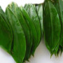 Organic Herb THEBU in Bulk from Sri Lanka